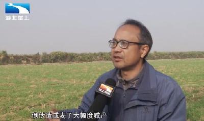麦苗播期早长势好 专家支招“减肥”
