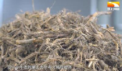 生产工艺全面提升 英山虎杖产品畅销海外