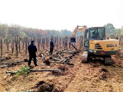 村民违规抢种5000余棵树木 城管依法强制拔除