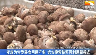 变废为宝发展食用菌产业 远安摸索秸秆再利用新模式
