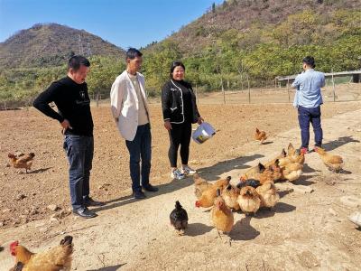 从北京电力部门辞职回乡养鸡，“鸡司令”瞄准“鸡”遇奔富路