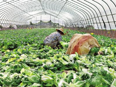湖北省农业农村厅发布意见应对寒潮 确保“菜篮子”安全有效供给