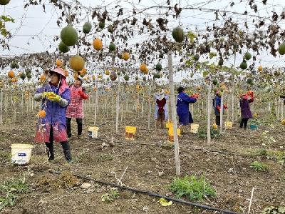 荆门瓜蒌喜丰收 村民采摘忙