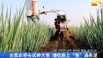 老菜农带头试种大葱 增收路上“葱”满希望