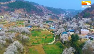 “乡愁树”种成致富林 移民村奋力打造水果产业