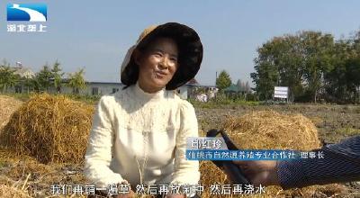 一亩产量可达4000斤 稻草种菇正当时