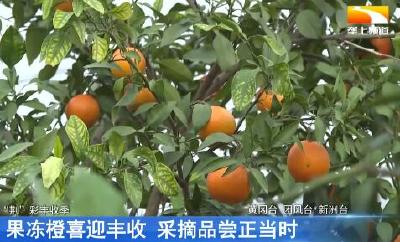 果冻橙喜迎丰收 采摘品尝正当时