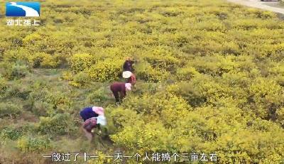 药香四溢 遍地金黄 红安万亩野菊花采收忙