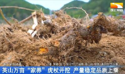 英山万亩“家养”虎杖开挖 产量稳定品质上乘