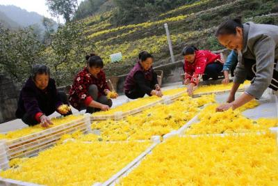 十堰郧西汉江河畔200亩茶菊盛放开出“致富花”