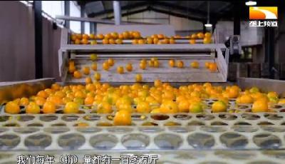 荆门11.2万亩柑橘成熟 产量价格实现“双增”