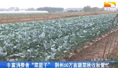 丰富消费者“菜篮子” 荆州60万亩蔬菜秋收秋管忙