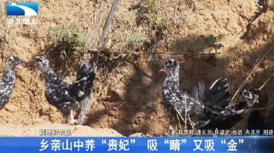 乡亲山中养“贵妃” 吸“睛”又吸“金”