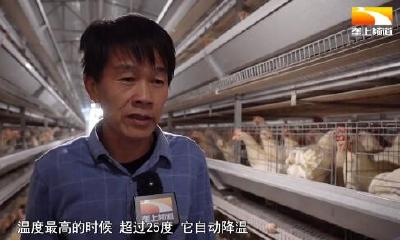 厉害！合作社有“神器” 一人可轻松养鸡7万只