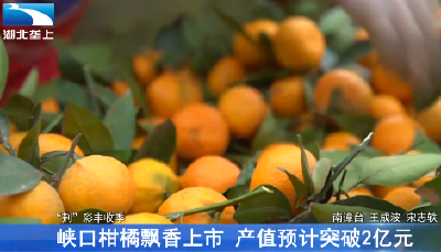 峡口柑橘飘香上市 产值预计突破2亿元