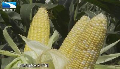 领“鲜”市场 监利桥市打造鲜食玉米产业