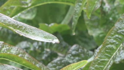 保温降湿防病防冻 小雪节气后蔬菜巧管理