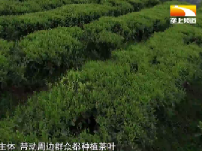打造绿色产业 松子关村托起乡亲幸福梦