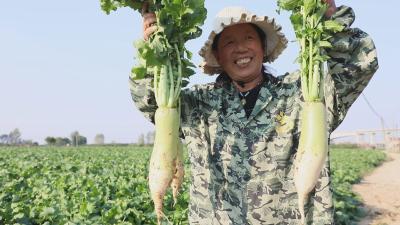 襄州吴河村：1200亩萝卜丰收喽！就是这个味
