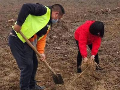 武汉新洲民政驻村工作队帮助农户种小麦，助力乡村振兴