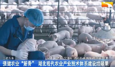 强健农业“筋骨” 湖北现代农业产业技术体系建设结硕果
