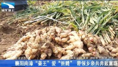 襄阳南漳“姜王”爱“折腾” 带领乡亲共奔富路