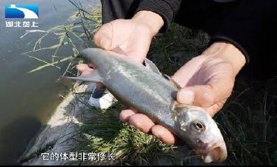 “暴躁鱼”变“乖宝宝” 科技助力汉产杂交鲌游向全国