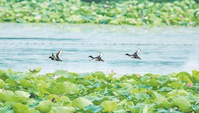 武汉成青头潜鸭最南的家 在11处湿地均有分布