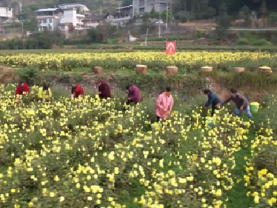 电力保障护航 富硒皇菊就地加工卖全国