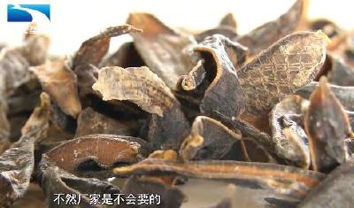 每斤干品卖两千元！特种养“蛭”助农增收