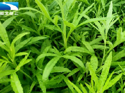 蔡甸黎蒿集中上市 量价齐优
