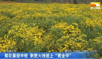 菊花喜获丰收 荆楚大地披上“黄金甲”