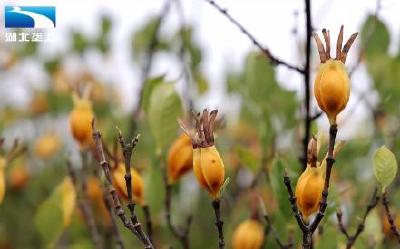 黄栀子成熟开采 “花果经济”助农增收