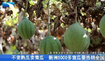 不卖熟瓜卖青瓜 新洲5000多亩瓜蒌热销全国