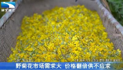 野菊花市场需求大 价格翻倍供不应求