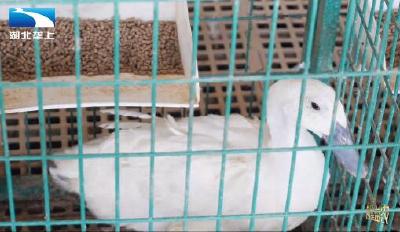 乌嘴白羽惹人爱 小鸭子创造大效益