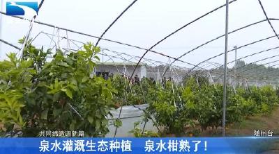 泉水灌溉生态种植 河源店村的泉水柑熟了