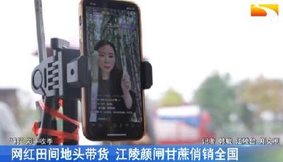 网红田间地头带货 颜闸甘蔗俏销全国