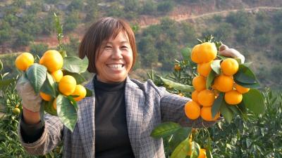 南漳：4万多亩柑橘喜迎丰收