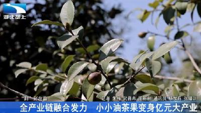 全产业链融合发力 小小油茶果变身亿元大产业