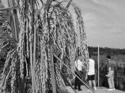 嘉鱼4000亩“巨型稻” 成功长高半米