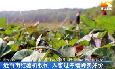 近百亩红薯机收忙 入窖过冬错峰卖好价