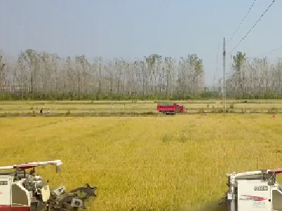 湖北各地秋粮收购如火如荼 粮价普遍高于去年同期