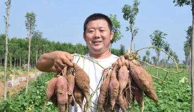 襄州峪山崛起“红薯小镇”