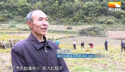 中药兴村！保康乡亲端起“绿饭碗” 鼓起“钱袋子”