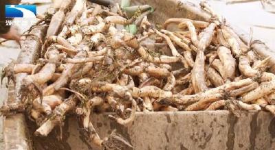 “藕”遇陆溪 脆甜可口香飘万家