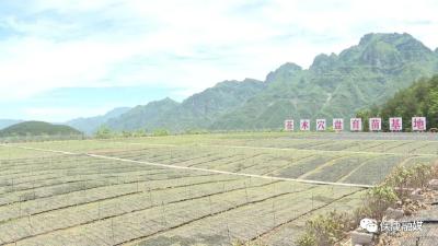 遍地药香！在保康县这个村，一棵“小药材”长成“大产业”