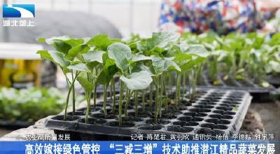 高效嫁接绿色管控 “三减三增”技术助推潜江精品蔬菜发展