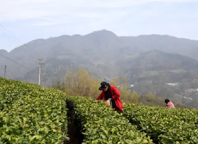 保康入选2022年度“中国茶业百强县域”