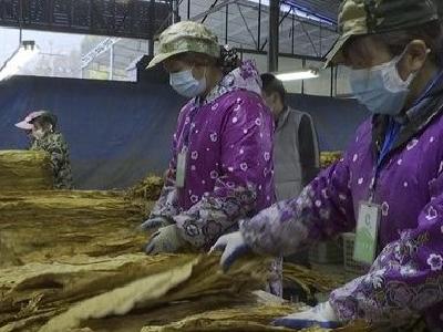 十堰郧西：烟叶收购结束 烟叶综合效益稳中向好